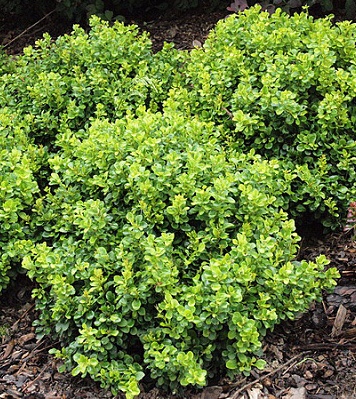 🌿 Барбарис "Kobold" (Berberis thunbergii "Kobold")