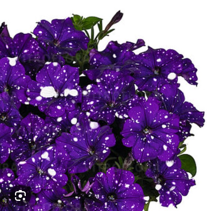 Петунія ампельна Surprise "Sparkling Blue " ( касетна розсада )