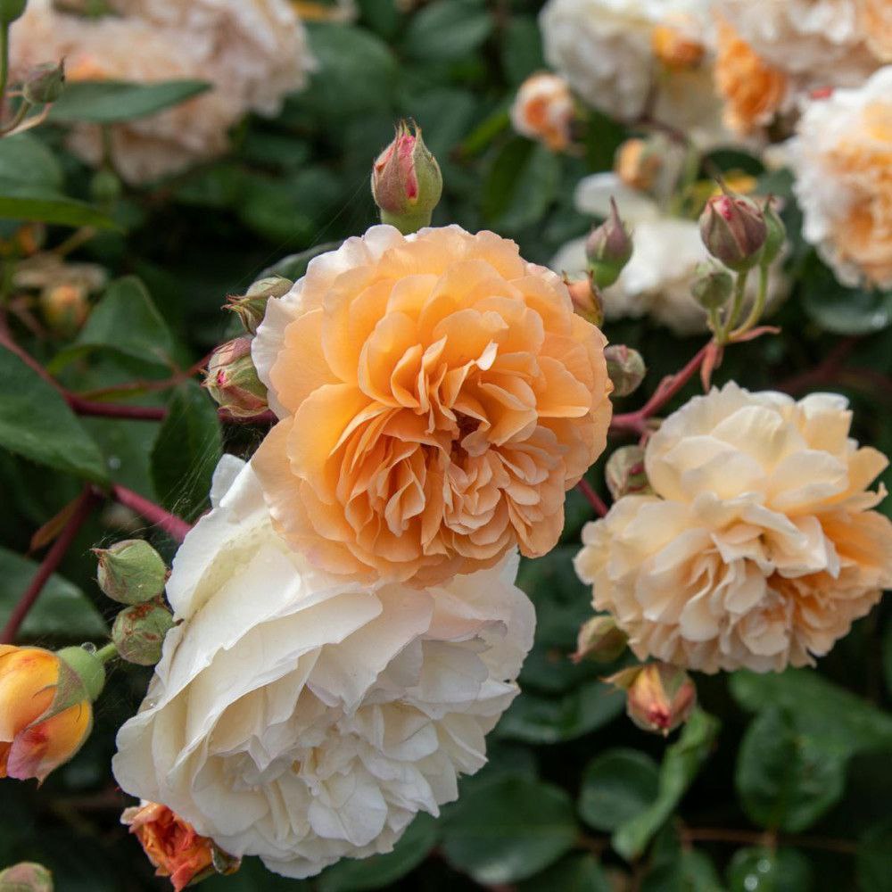 Бафф Бюті (Buff Beauty)