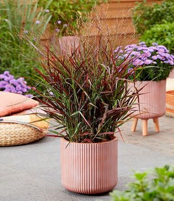 🌾 Panicum virgatum "Hot Rod"