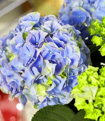 🌸 Гортензія великолистна HI River (Hydrangea macrophylla "HI River")