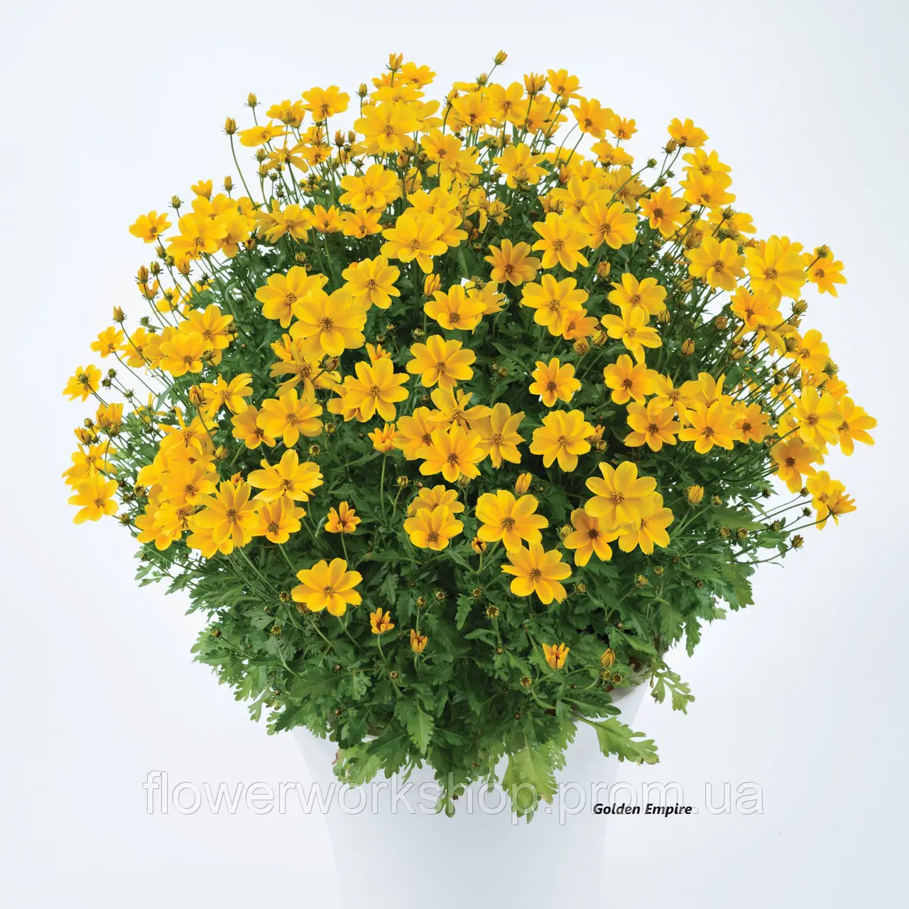 Біденс Golden Empire - касетна розсада