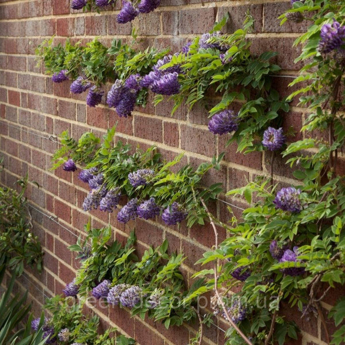Гліцинія короткогрона "Лонгвуд Пурпл" Wisteria brachybotrys Longwood Purple /h125-150  cont 10L