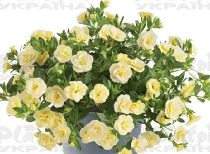 Калібрахоа Cabaret Double Light Yellow