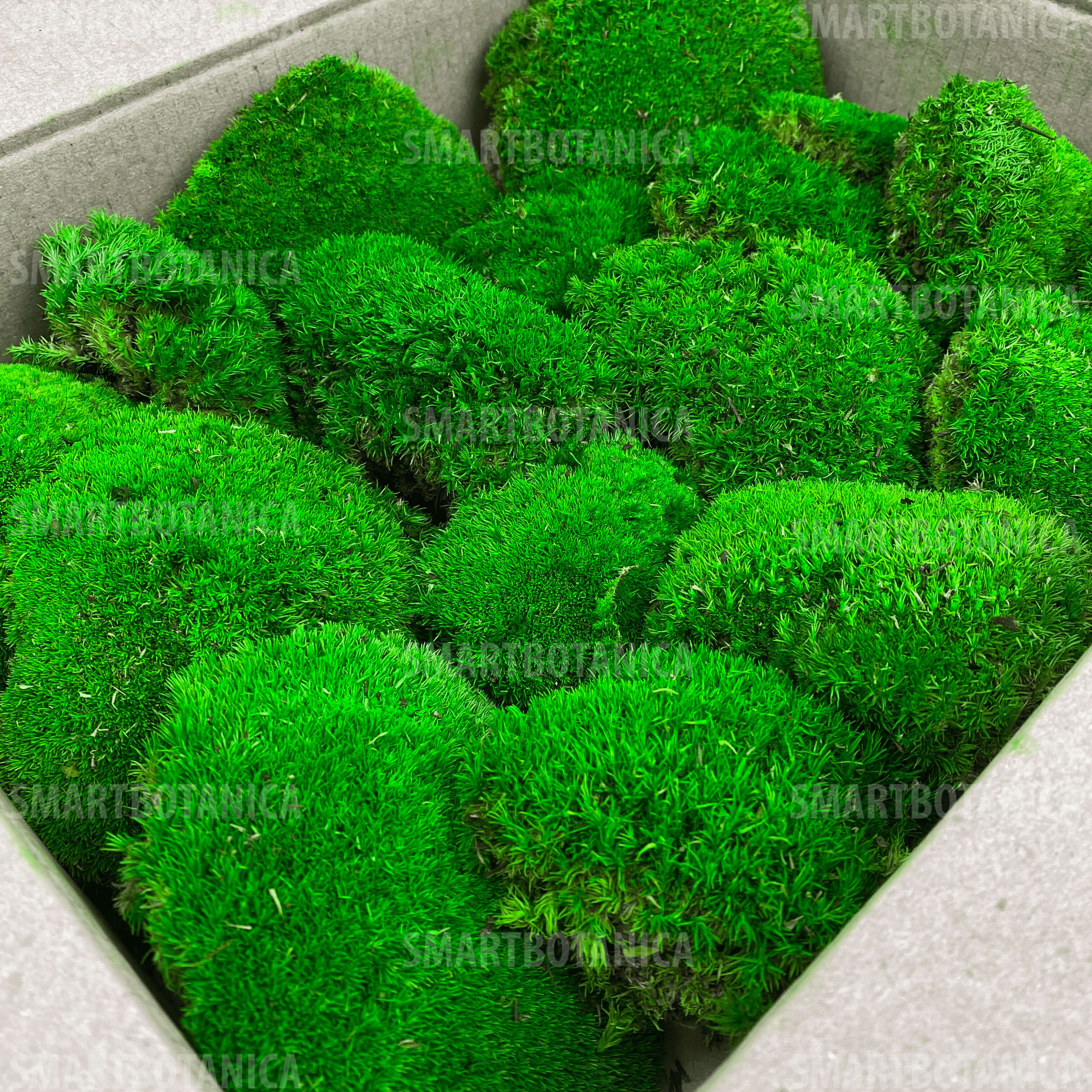Стабілізований мох Кочковий Spring Forest №003 в упаковці