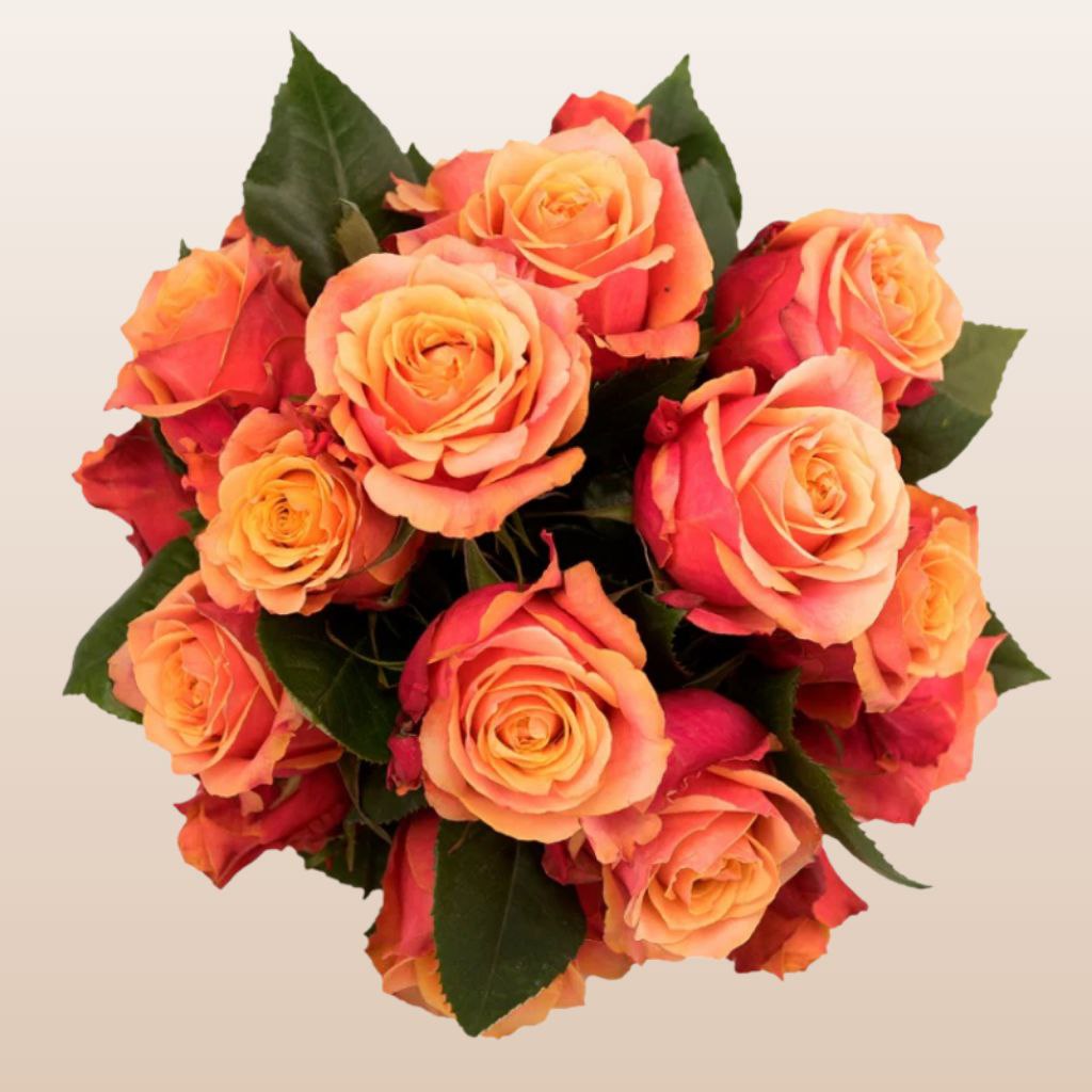 Сансет Глорі (Sunset Glory)