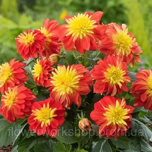 Жоржина Dalina Maxi Fire Ball (касетна розсада)