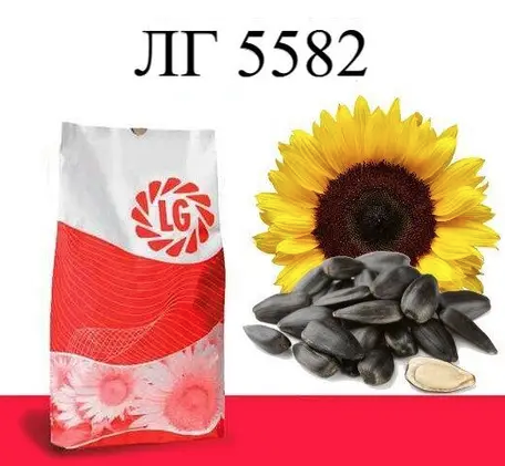 Насіння соняшнику ЛГ 5582 Limagrain, насіння високоврожайного соняшнику Лімагрейн