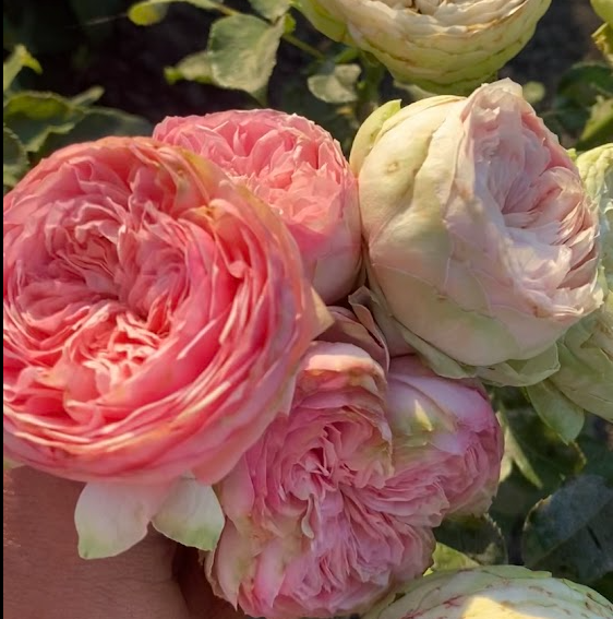 Прайд оф Джейн — Pride of Jane