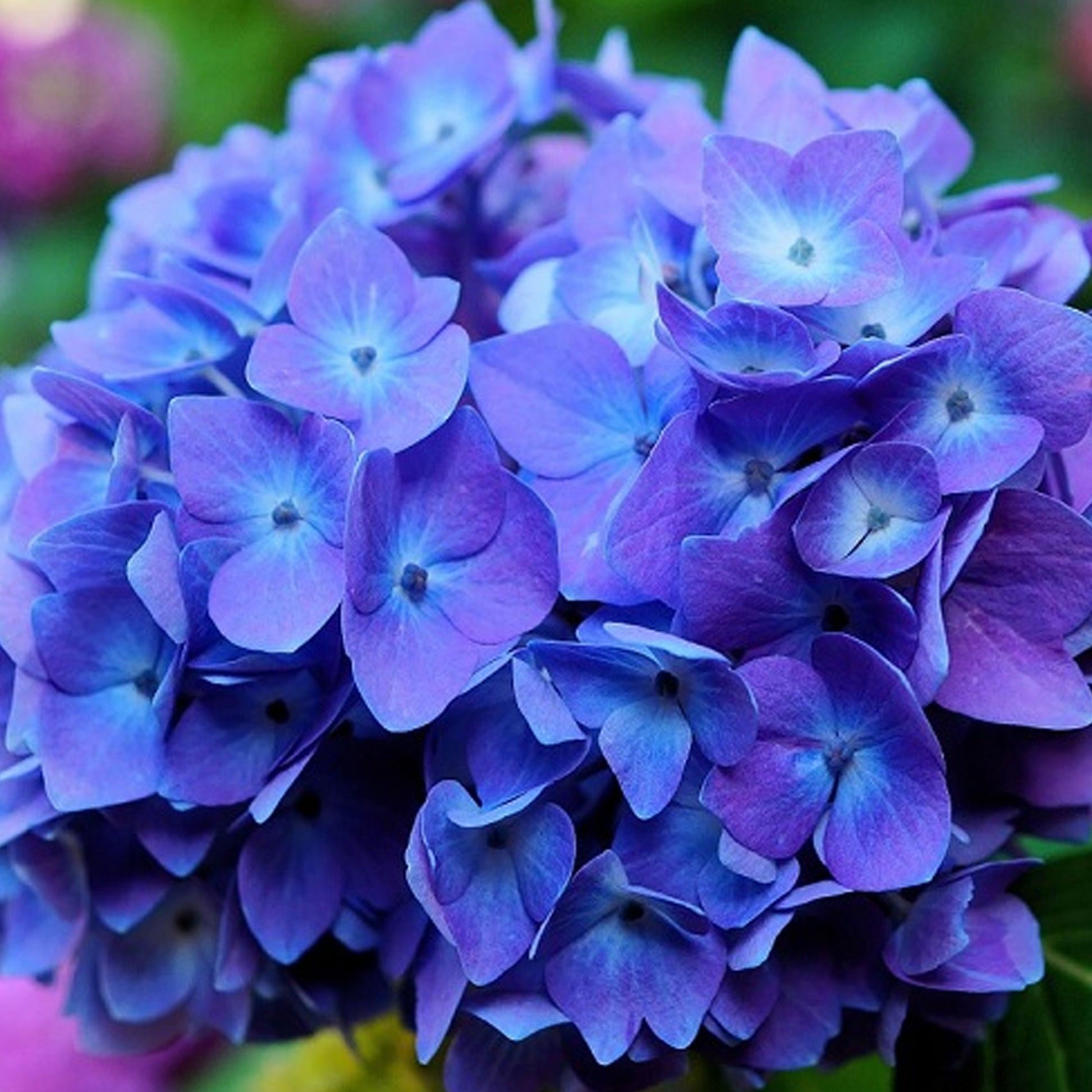 Гортензія великолиста Blue Boogie Woogie