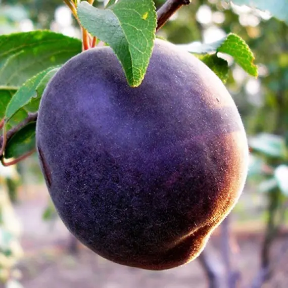 Абрикос Чорний Принц