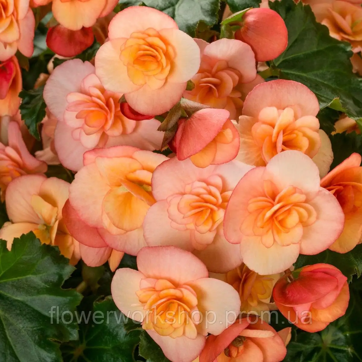 Бегонія Cottage Esmay Peach (касетна розсада)