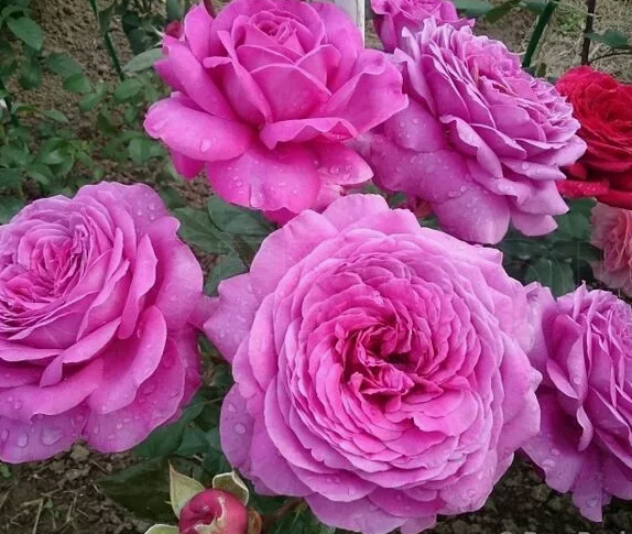 Sourire de Périgueux - Сурір де Перігйо