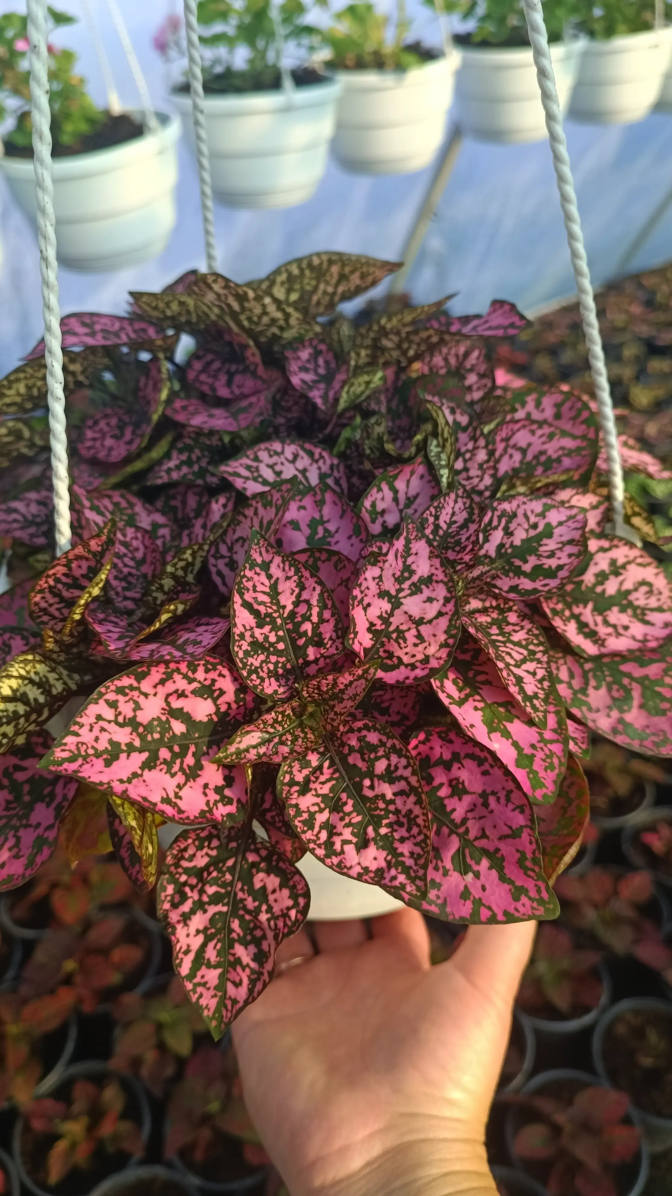 Гіпоестес Hippo Pink (касетна розсада)