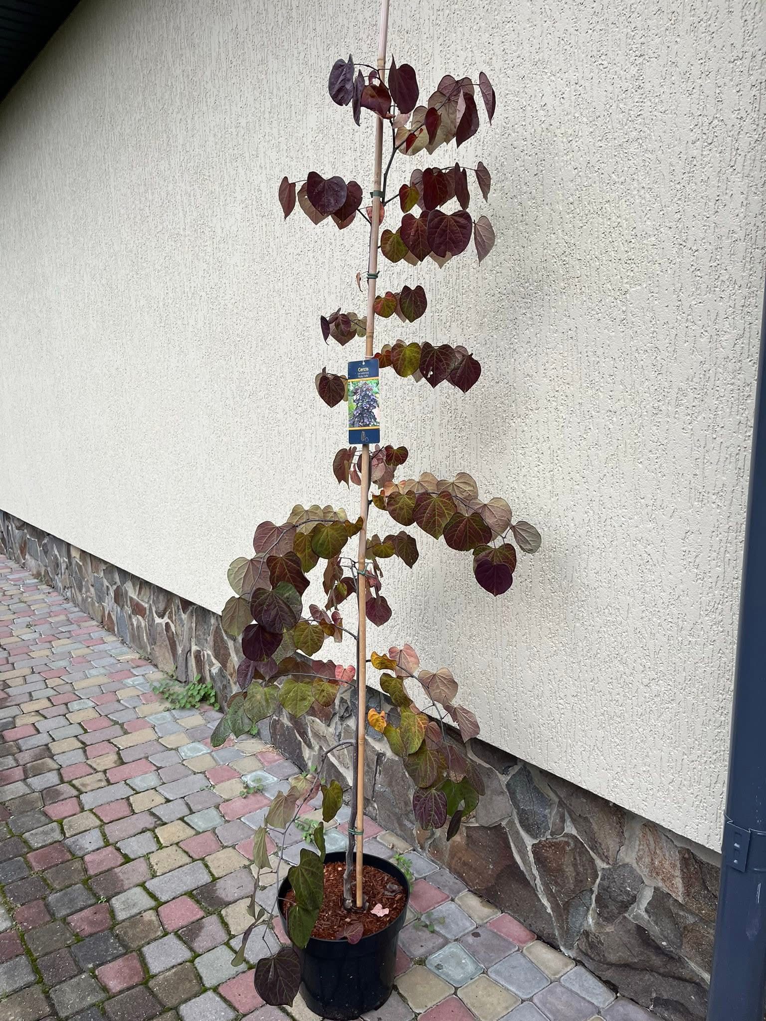 Церціс канадський плакучий 'Рубі Фоллс' (Cercis canadensis 'Ruby Falls')