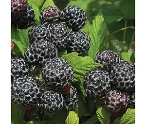 Малина Мангер