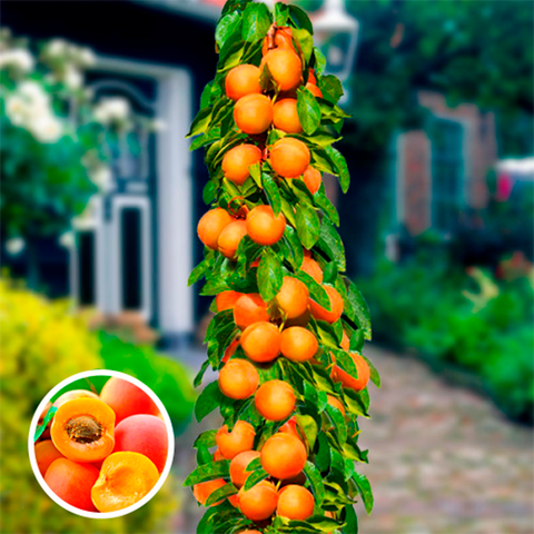 Колоновидний абрикос Санні