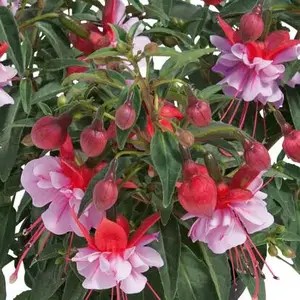 Фуксія Shadow Dancer Mila (касетна розсада)