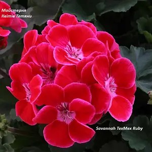 Пеларгонія Зональна Savannah TexMex Ruby (касетна розсада)