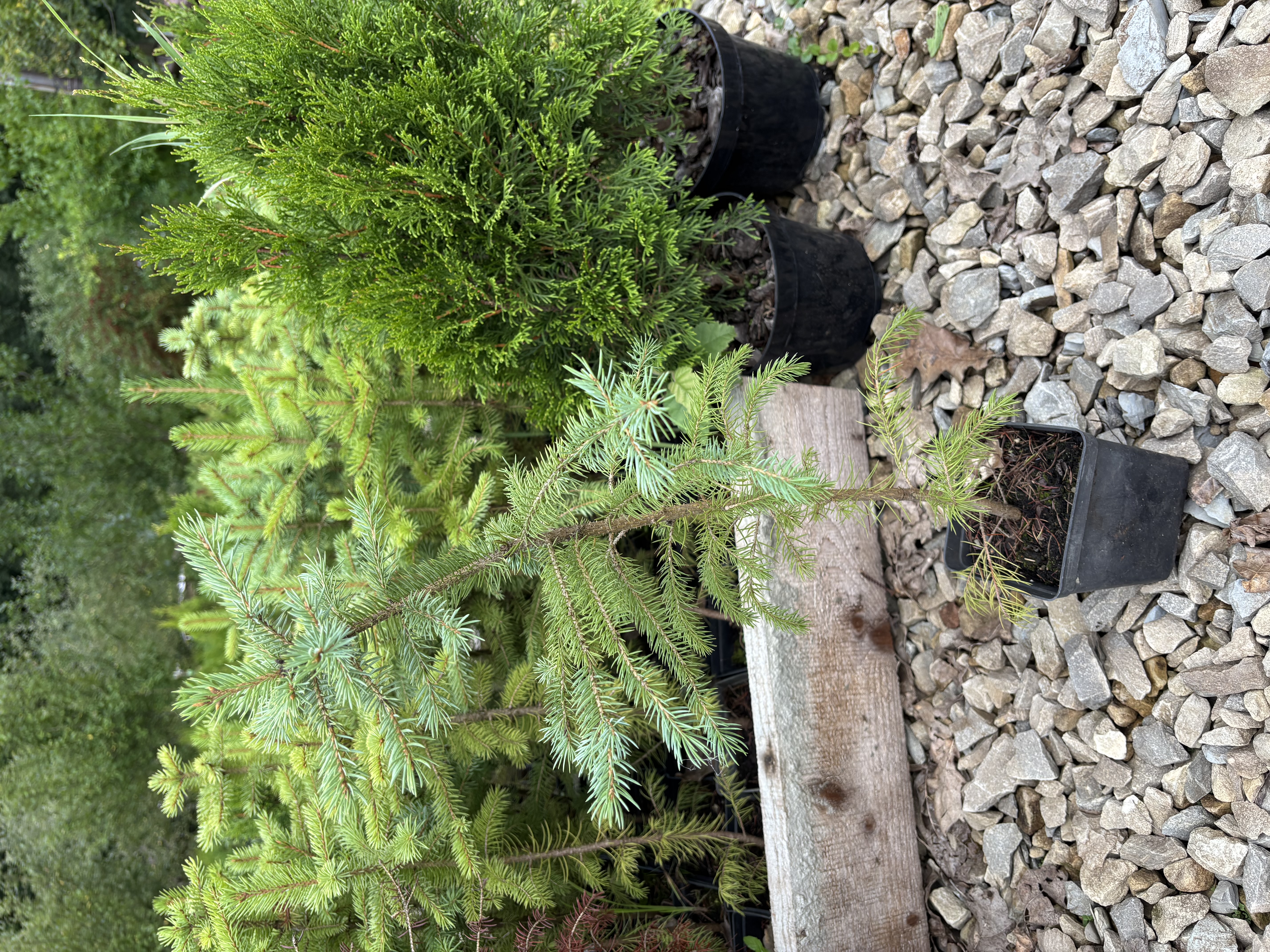 Ялина "Majestic Blue"