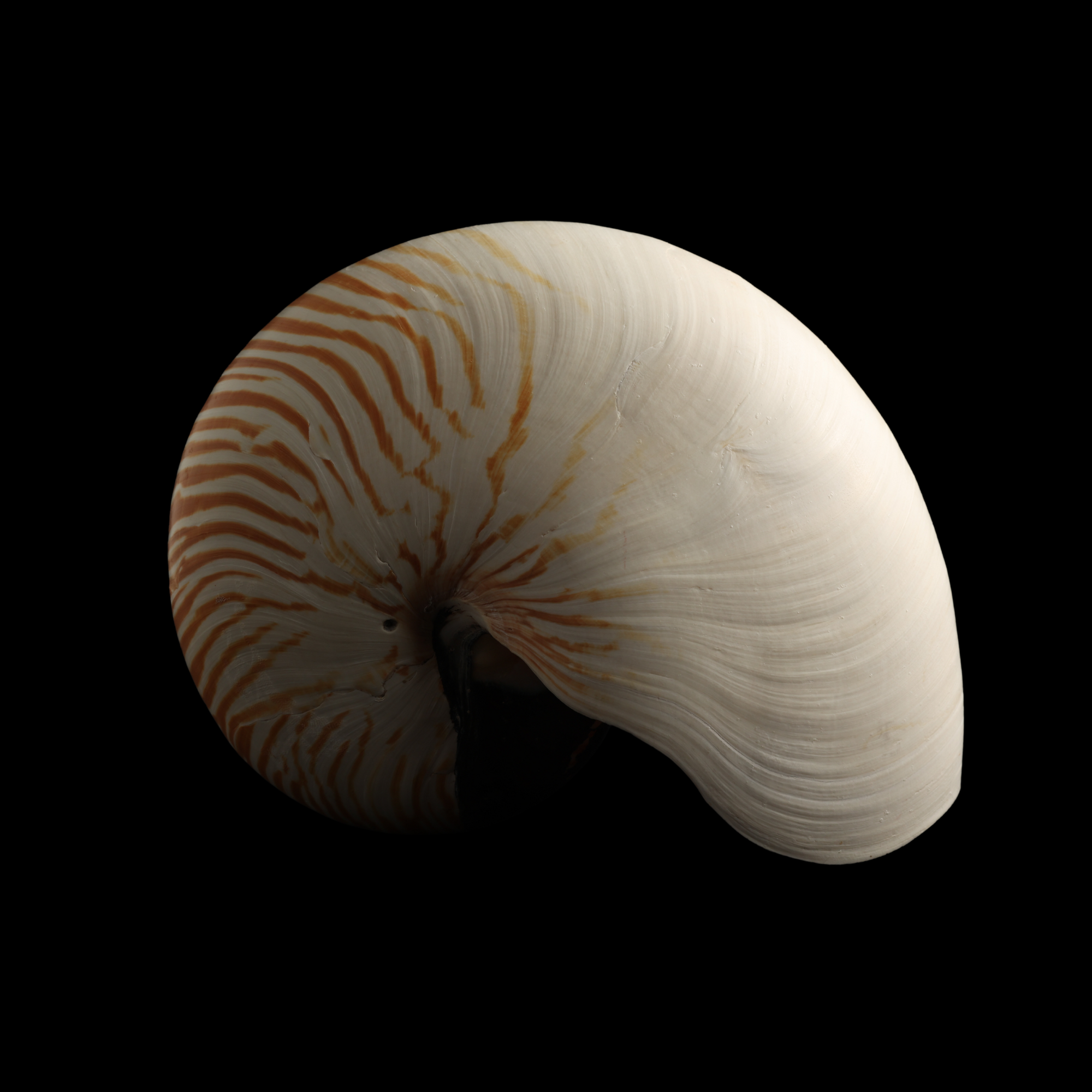 Nautilus