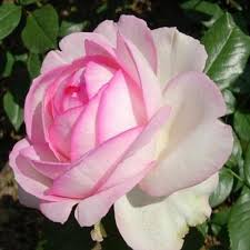 Троянда чайно-гібридна Оноре де Бальзак