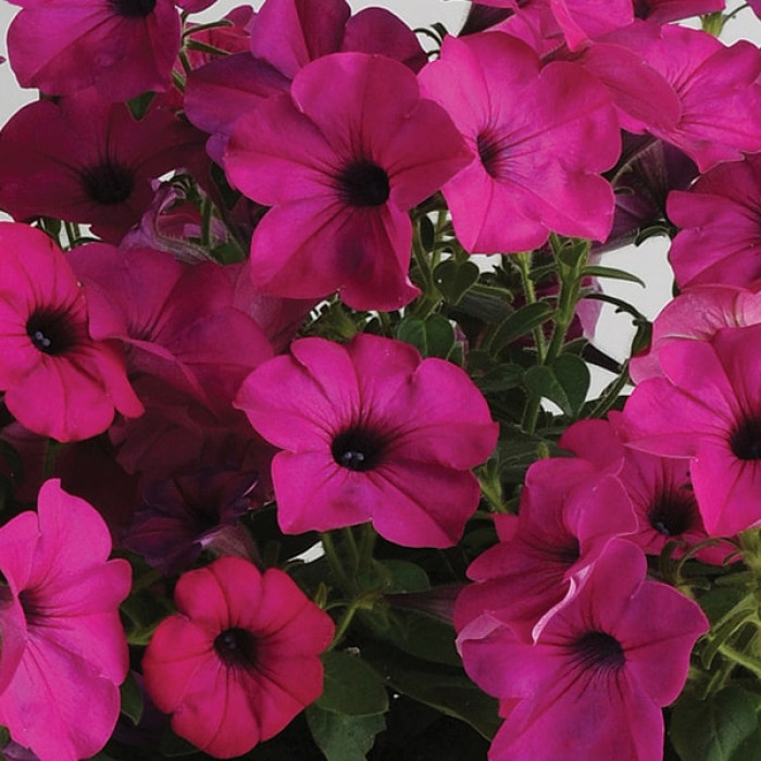 Петунія Тайдал  Purple ( касетна розсада )