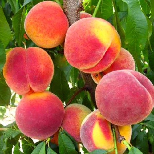 Т-5 (Топ Світ)