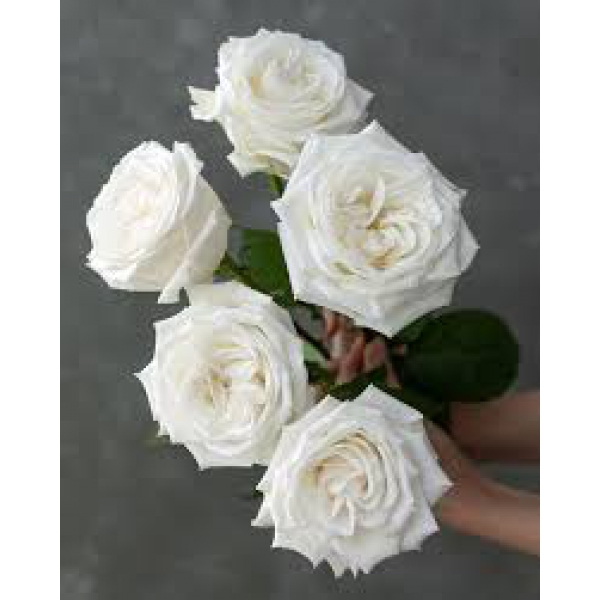 Плая Бланка (ч/г) — Playa Blanca