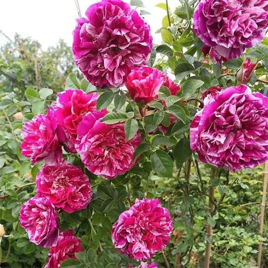 Інес Састр (Ines Sastre)