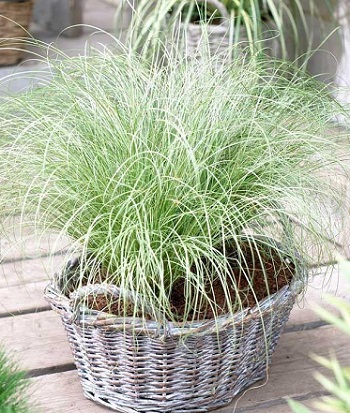 🌿 Carex "Frosted Curls"