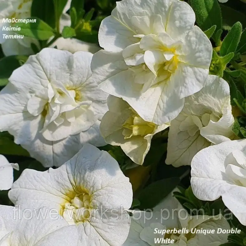 Калібрахоа Superbells Unique Double White -( в горщику )
