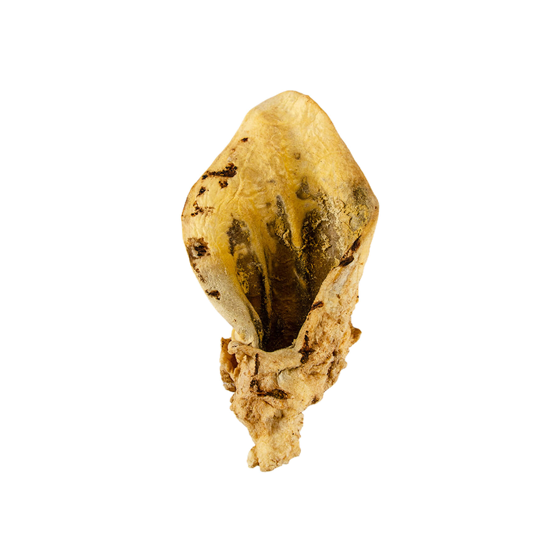 Ласощі Зоосет вухо яловиче кальциноване 1 шт.