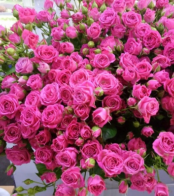 🌹 Троянда спрей "Фікшн"