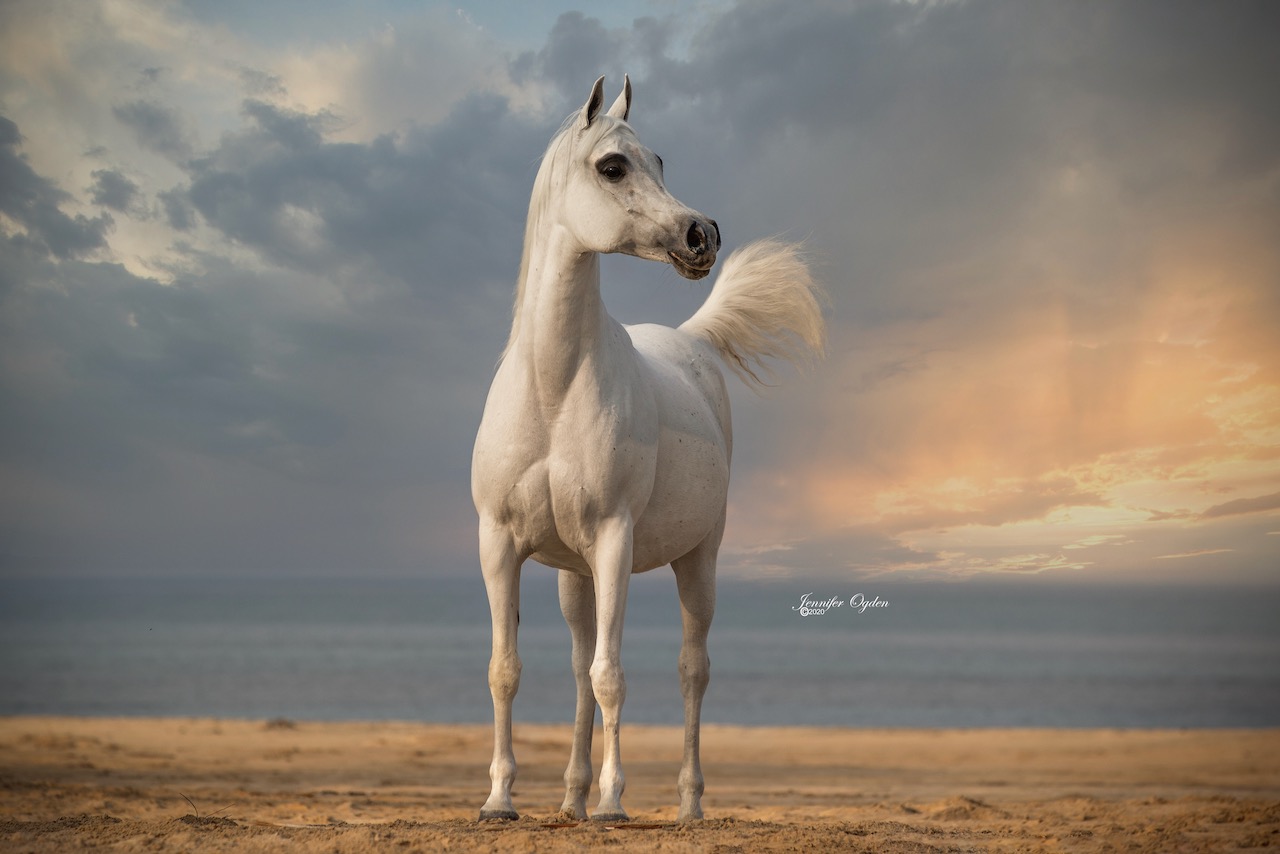 Lone Mare on Beach