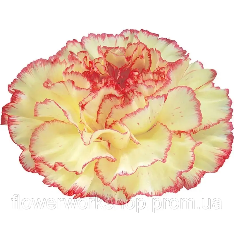 Гвоздика зрізна caryophyllus Lorca (касетна розсада) 