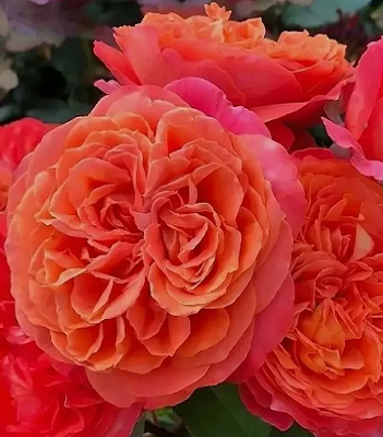 🌹 Троянда шраб "Емільєн Гійо"