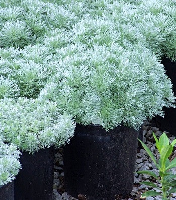 🌿 Полин Шмідта "Nana"