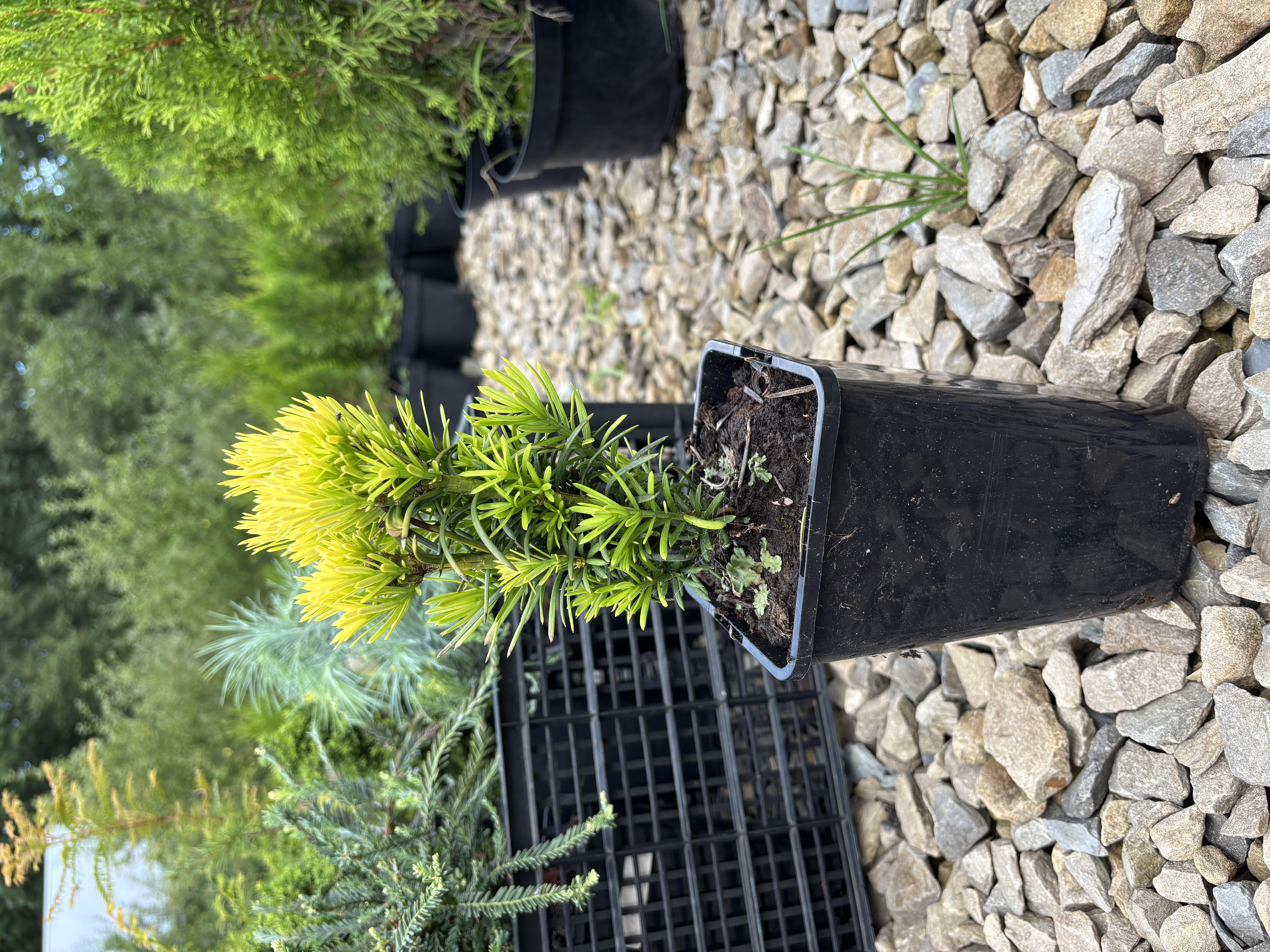 Цефалотаксус “Корейське золото”