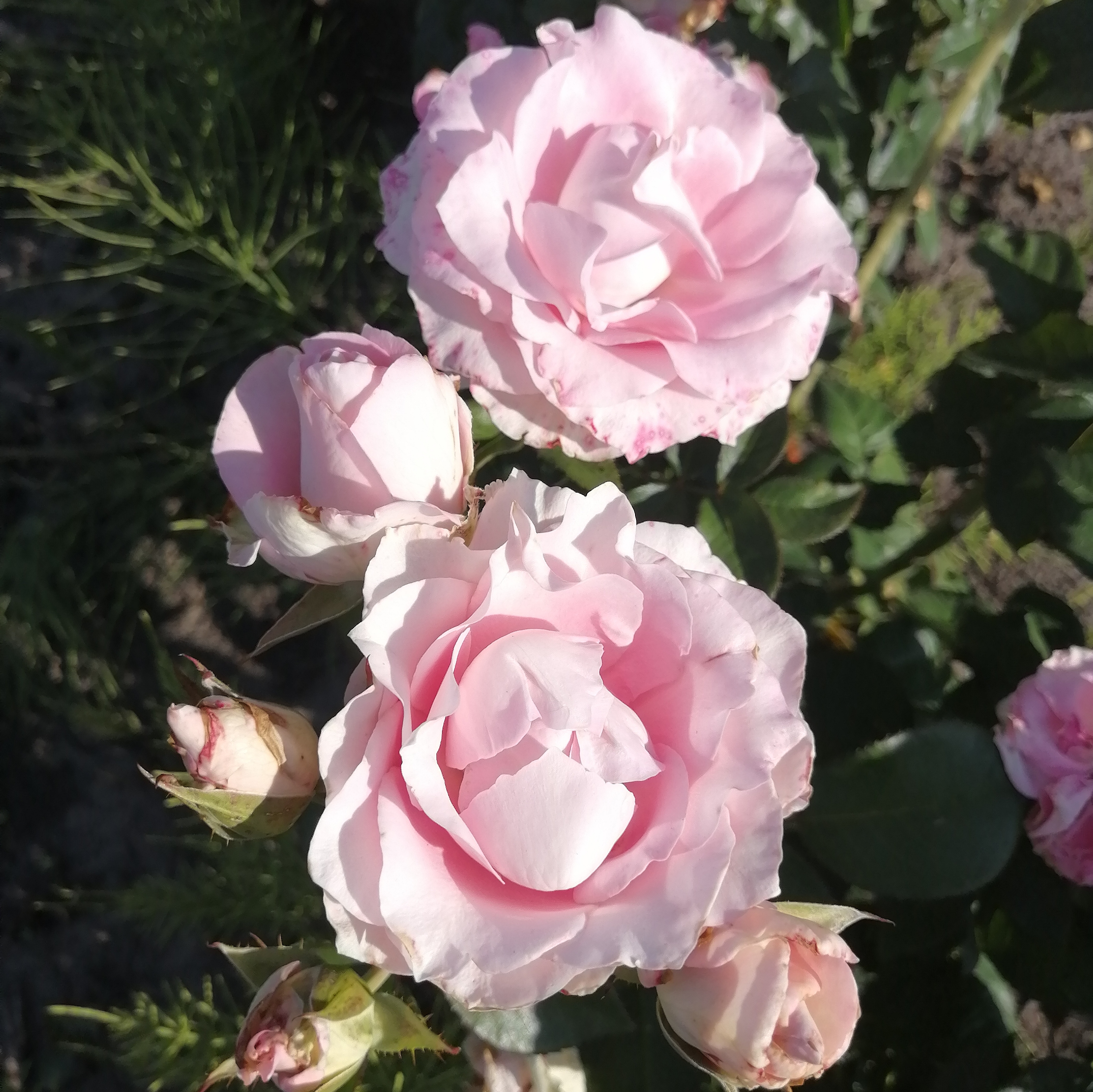 ЛОВАНА( Lovana) зрізочна чайногібридна новинка