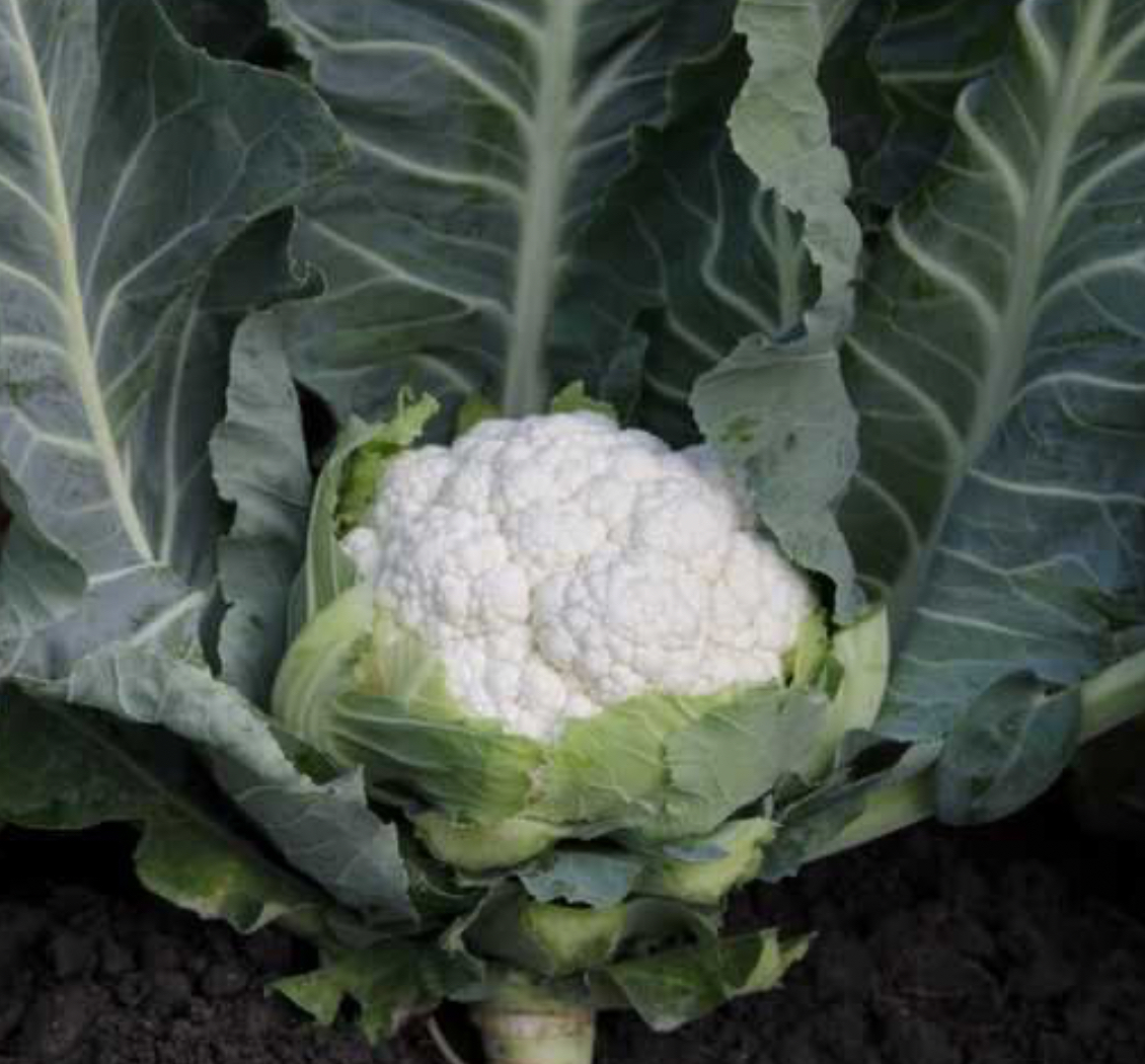 Капуста цвітна Фрюєрте 0,5 (АМ)