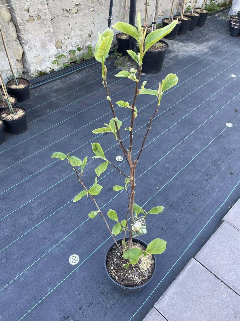 Магнолія 'Єллоу Лантерн' (Magnolia 'Yellow Lantern')