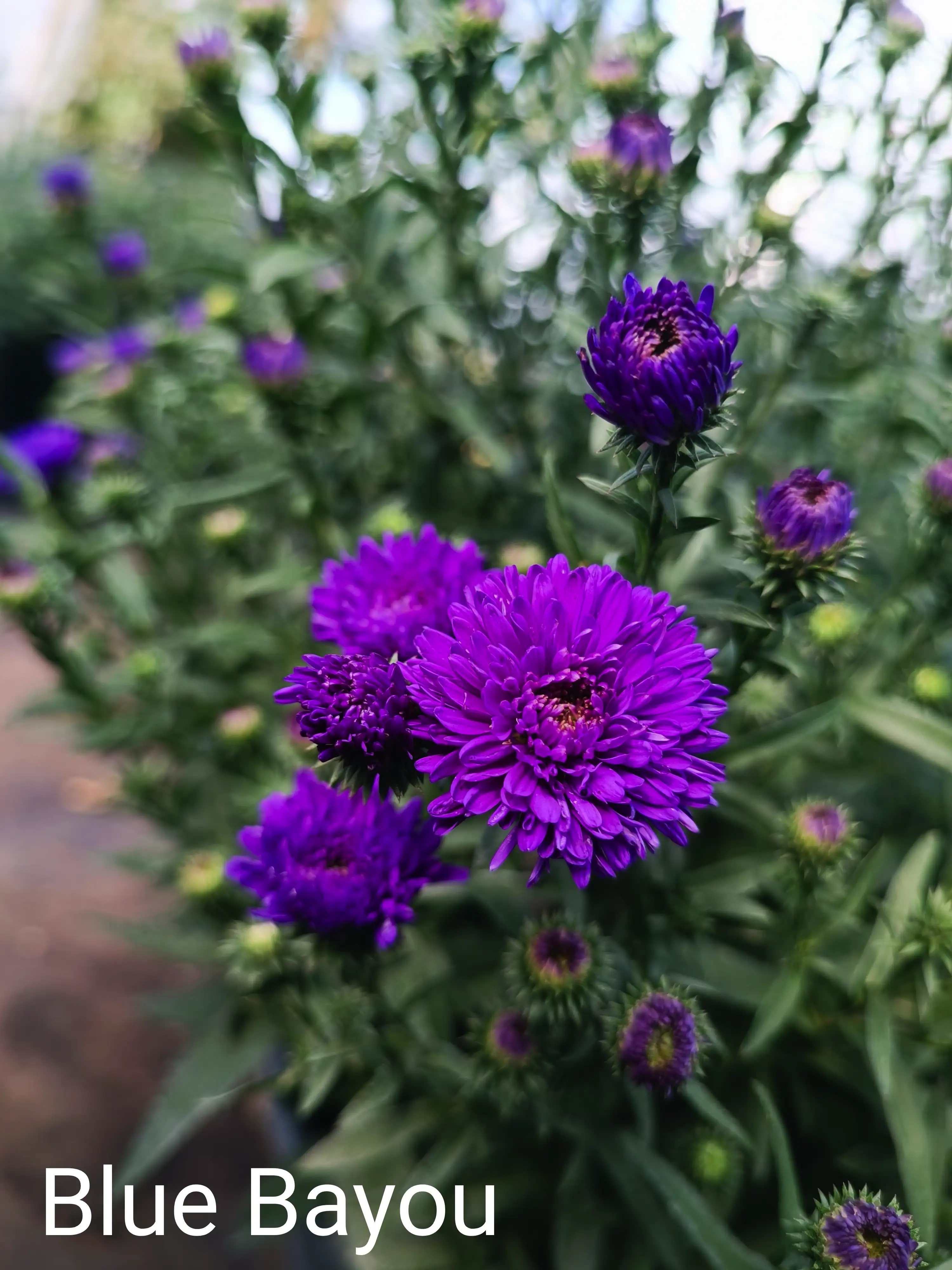 Айстра Showmakers Blue Bayou (касетна розсада)