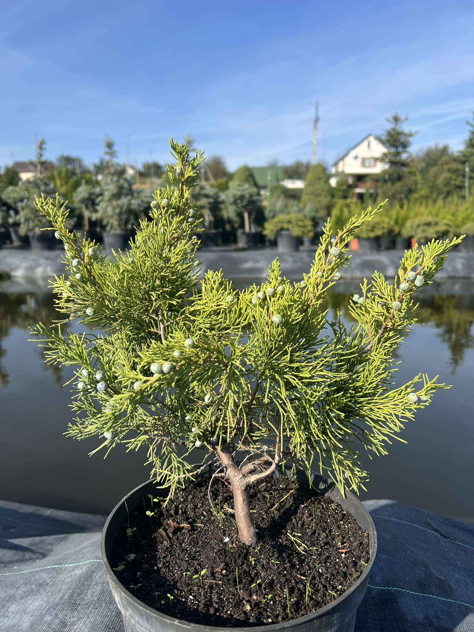 Ялівець середній Mint Julep