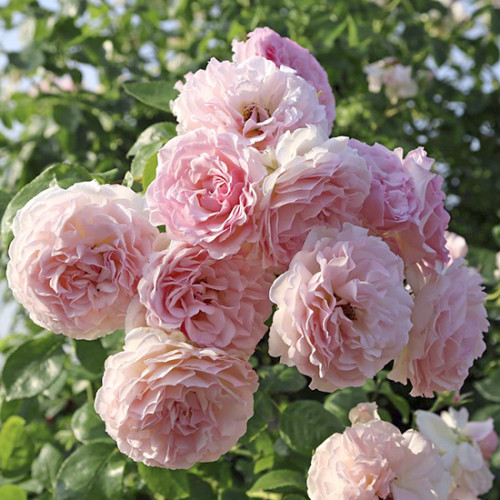 Троянда плетиста Роуз де Тольбіак