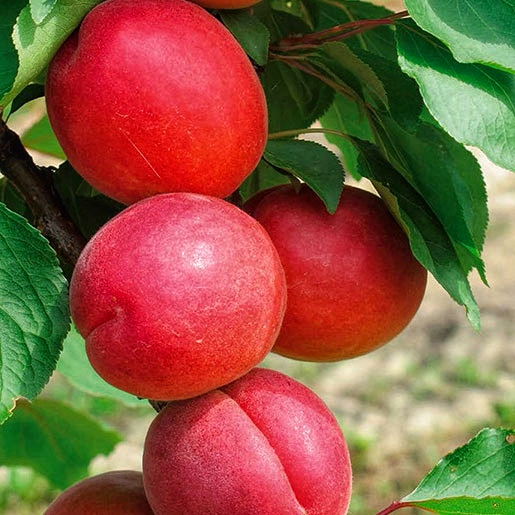 Абрикос Приція