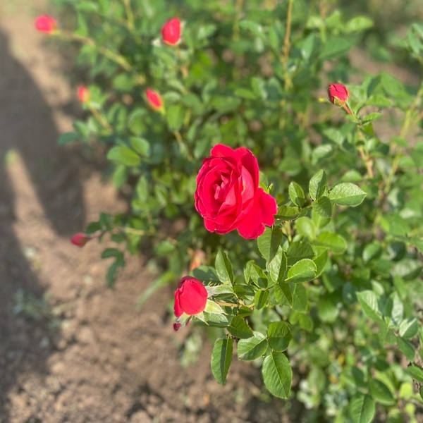 Херсонес — Chersonese