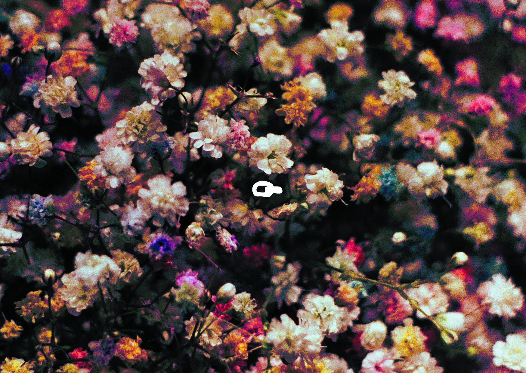 "FLOWERS" Листівка Lantsugi x Денис Сорокін-copy-2