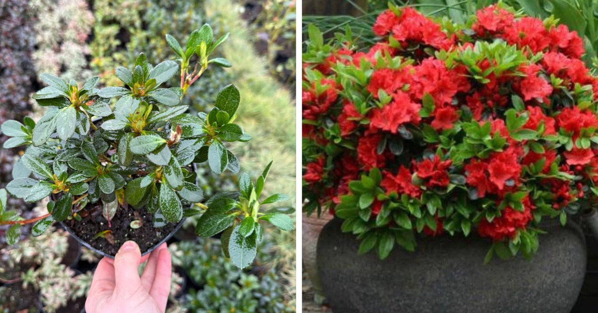 Азалія гейша оранж