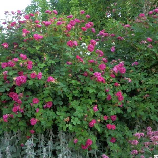 Генрі Мартін (мохові) Henri Martin